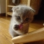 <b>curious_cat</b> - the 05/16/2009 at 10:36am