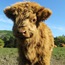 <b>Budderchook</b> - the 05/02/2013 at 4:58pm