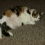 <b>gimmiekitties</b> - the 01/07/2014 at 10:48pm
