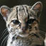 <b>Lintu_26</b> - the 11/17/2011 at 6:42pm