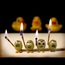 <b>OCDC</b> - the 03/21/2011 at 8:12pm