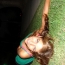 <b>ambisaurus</b> - the 04/22/2009 at 11:36pm